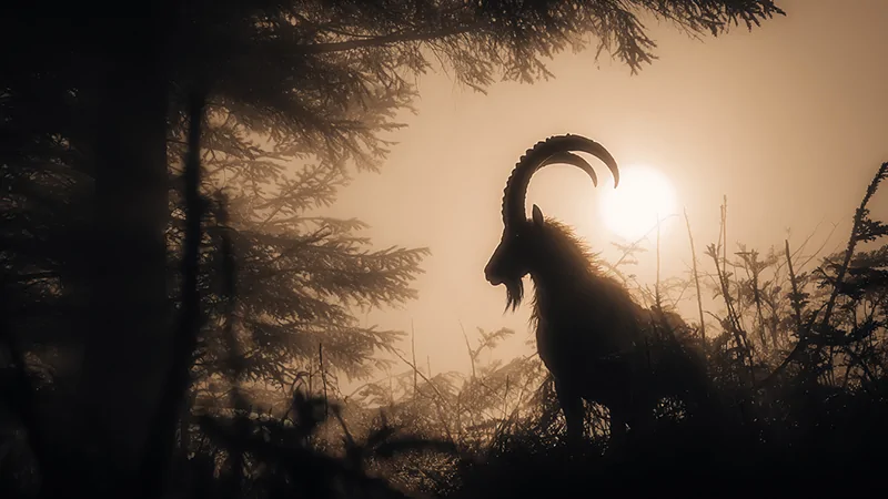 Page manuscrite barrée d’encre